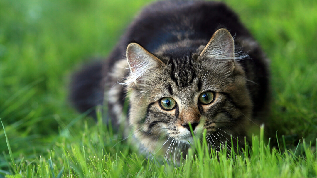 Why Do Cats Eat GrassTEASER 